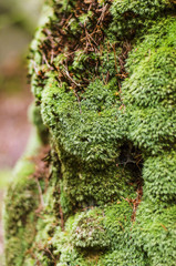 moss on a tree