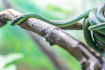 Philodryas baroni, snake.