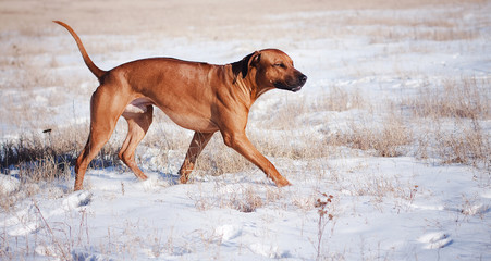 beautiful purebred Ridgeback dog on nature in winter