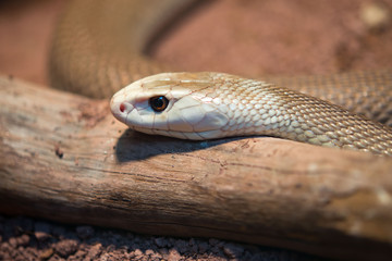 Taipan snake