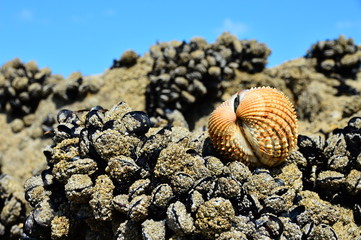 mold sea and shell close-up