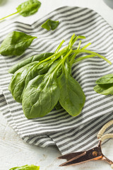 Raw Green Organic Spinach Leaves