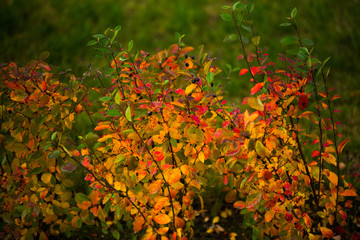 Autumn design floral background with leaves in season colors. Fall decoration concept.