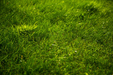 Green grass background, selective focus.