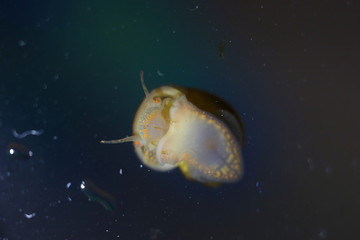 Snail Macro photo