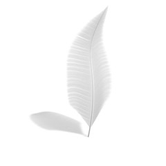 One feather on a white isolated background