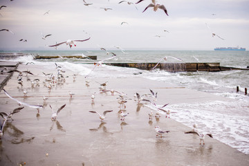 A flock of seagulls flies by the sea shore