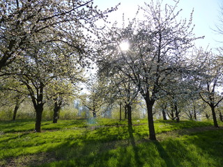Obraz premium Kirschbaumblüte in der Ortenau bei Durbach