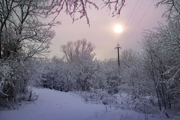 Winter landscape with snow