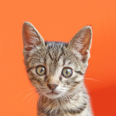 Obraz premium Portrait of a surprised cat