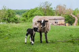 sheep with lambs on the hills
