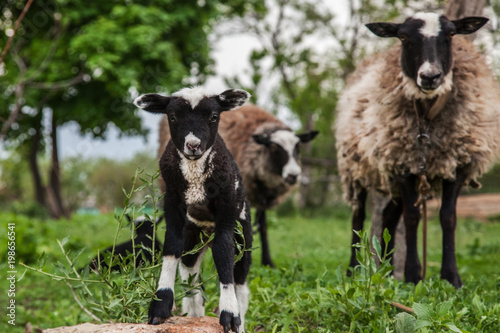 sheep with lambs on the hills