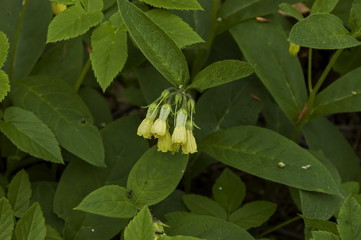 Obraz premium Yellow blooming wildflower with many leaves in springtime, Plana mountain, Bulgaria