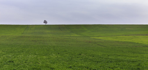 Lonely tree on a spring field