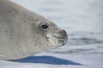 Naklejka premium Crabeater seal on ice flow, Antarktyda