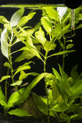 
Green aquarium plants under water with thermometer.