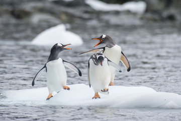 Fototapeta na wymiar Gentoo Penguins on the ice