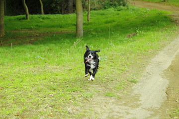 Obraz na płótnie Canvas free running dog in a park