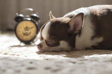 Chihuahua dog sleeps on the carpet next to the alarm clock.
