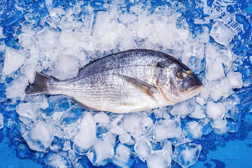 Carcass of Dorado fish on an ice cushion on a blue table