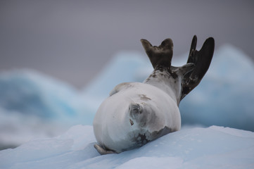 Naklejka premium Crabeater seal on ice flow, Antarktyda