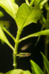 Boraras brigittae - Nano fish below the bottom of the water.