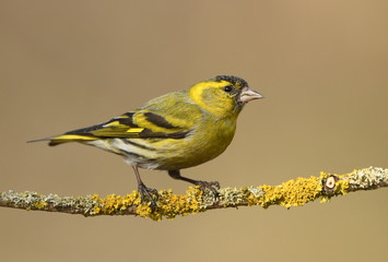 Siskin (Carduelis spinus)