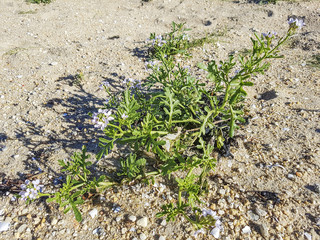 European searocket flower