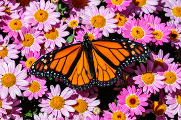 Monarch butterfly resting on a bed of bright pink flowers in Arizona's Sonoran Desert.
