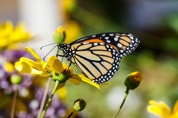 Monarch butterfly feeds on a bright yellow flower in Arizona's Sonoran Desert. 