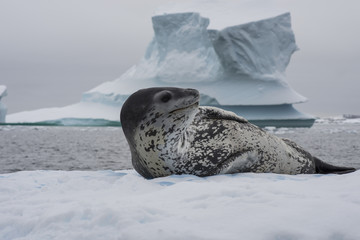 Obraz premium Lampart morski na strumieniu lodu