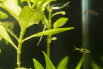 Boraras brigittae - Nano fish below the bottom of the water.