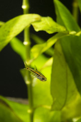 Boraras brigittae - Nano fish below the bottom of the water.