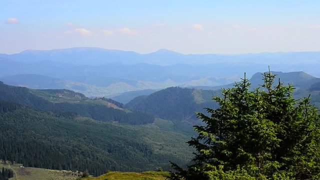 Fir trees on background of beautiful landscape with mountains in summer. Shot in Carpathian mountains.