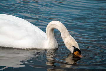 Naklejka premium Swan drinking clear water 