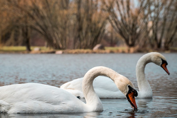 Swan couple swimming on lake in spring