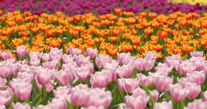 Beautiful tulip flower field