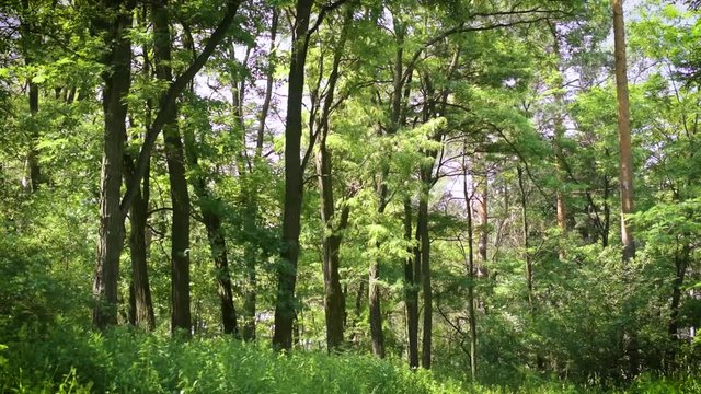 Vibrant green meadow in mixed forest in summer with white flowers of black locust trees falling to ground