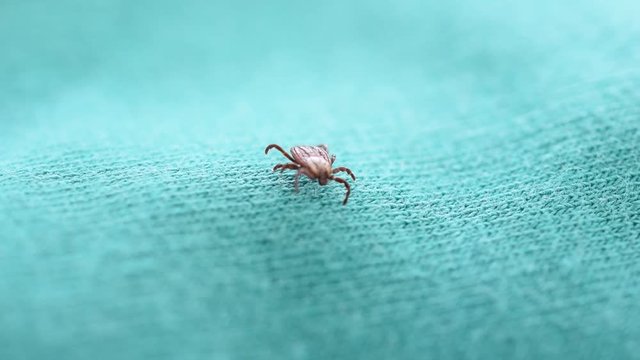 Hard tick lies on its back upside down, turns over, and crawls on on green textile cloth background. Dermacentor.