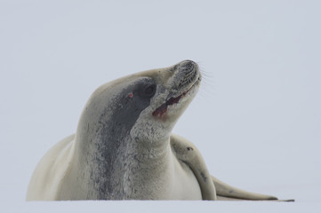 Naklejka premium Crabeater seal on ice flow, Antarktyda