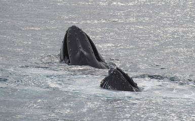 Humpback Whale feeding krill