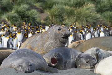 Elephant Seals Play Wrestling Biting