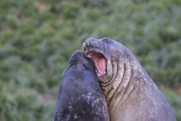 Elephant Seals Play Wrestling Biting