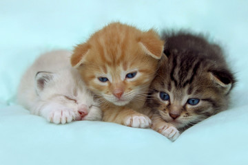 Fototapeta na wymiar Three Cute Little Kittens Lying On The Bed. Three Little Kittens Over Blue Background. 
