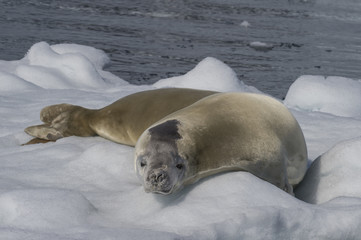 Naklejka premium Crabeater seal on ice flow, Antarktyda