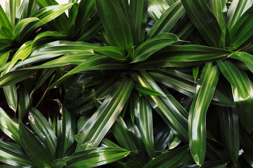 Obraz premium green leaves