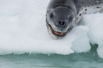 Head shot of a Leopard seal on an ice