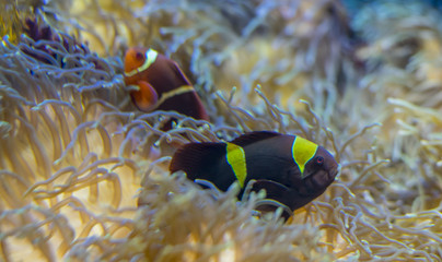 Plakat beautiful clownfish in coral bank in the sea