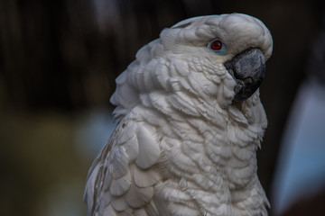 Portrait Kakadu