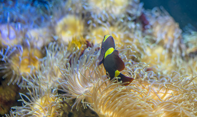 Fototapeta na wymiar bunaken, clownfish in coral bank in the sea
